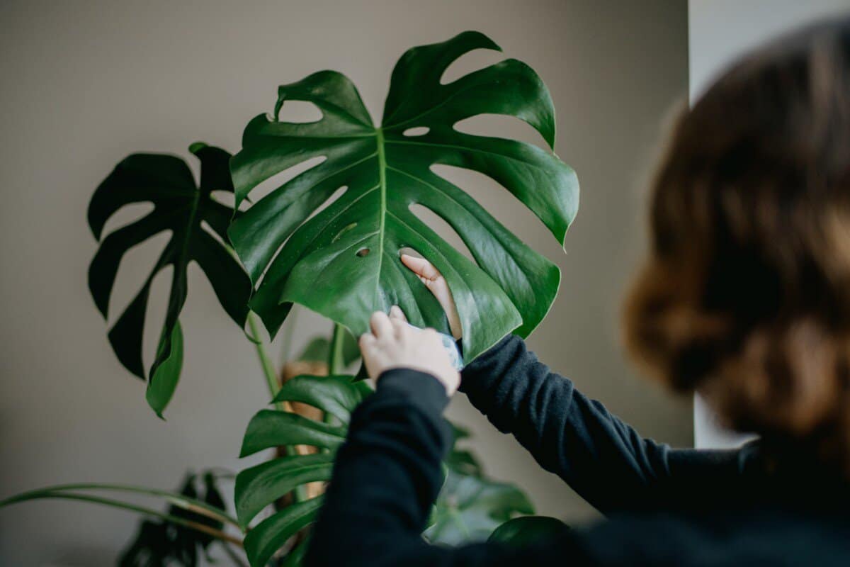 Woman cleaning a house plant